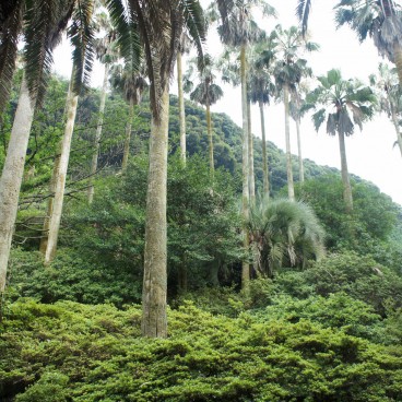 Jigoku Meguri à Beppu, Végétation tropicale