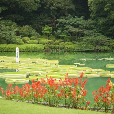 Jigoku Meguri à Beppu, Feuilles de nénuphar géantes