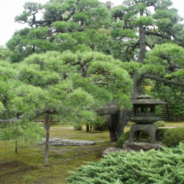 Château de Nijo (Kyoto), Pin et lanterne de pierre traditionnelle