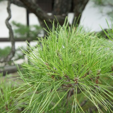 Château de Nijo (Kyoto), Détail d'une branche de pin