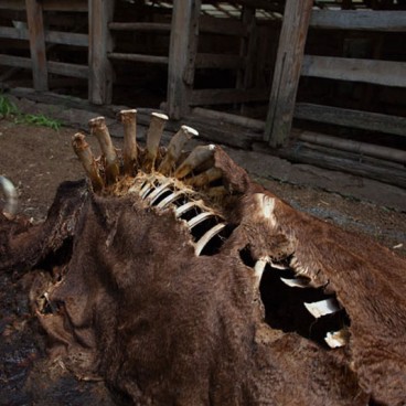 animal-contamine-zone-irradiee-fukushima