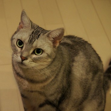 Chat domestique au Japon