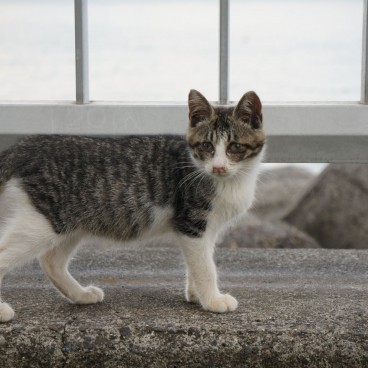 Chat croisé dans la rue au Japon 6