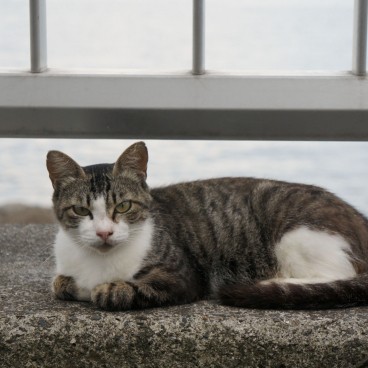 Chat croisé dans la rue au Japon 7