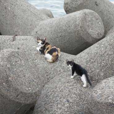 Chats au port de Beppu (Kyushu)