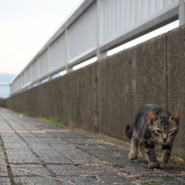 Chats au port de Beppu (Kyushu) 2