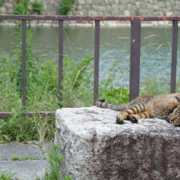Chat en extérieur au Japon 2