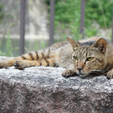 Chat en extérieur au Japon