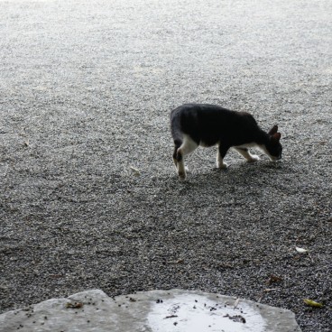 Chat croisé dans la rue au Japon