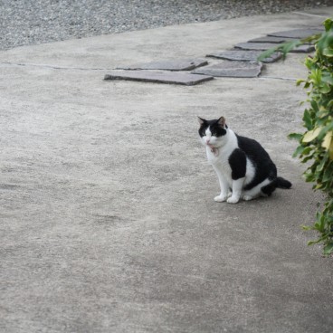Chat croisé dans la rue au Japon 2