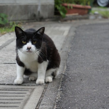 Chat croisé dans la rue au Japon 5