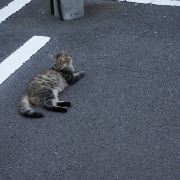 Chat croisé dans la rue au Japon 4