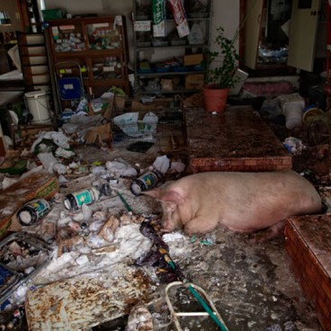 cochon-namie-fukushima