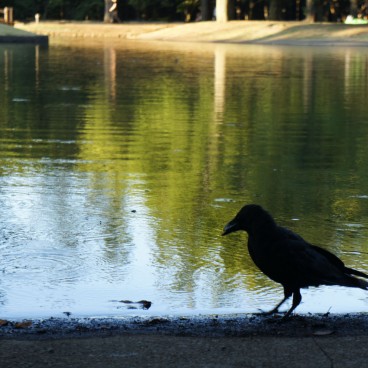 Parc Yoyogi à Tokyo, Corbeau profitant de l'étang
