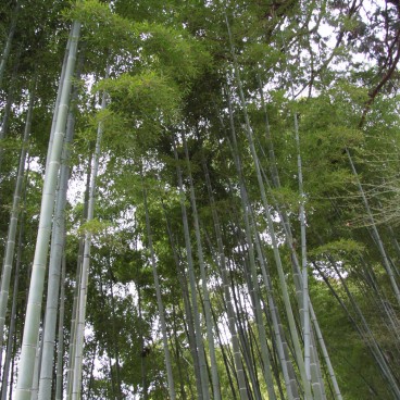 Ginkaku-ji, Forêt de bambous