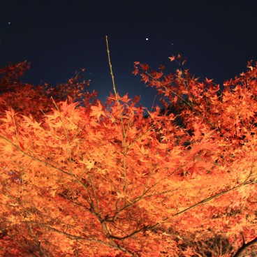 Kiyomizu-dera, light-up en période de momiji 7