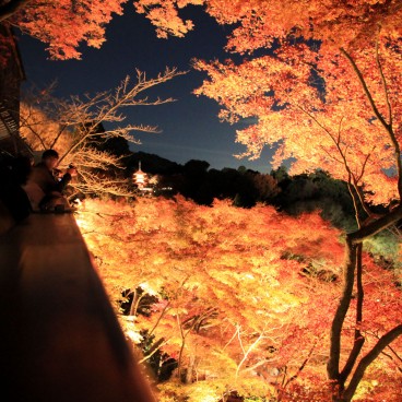 Kiyomizu-dera, light-up en période de momiji 9