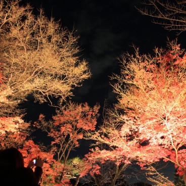 Kiyomizu-dera, light-up en période de momiji 2
