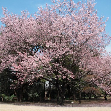 Shinjuku Gyoen (Tokyo), Cerisier précoce en fleurs en mars