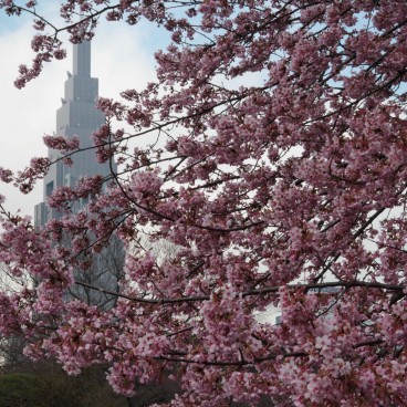 Shinjuku Gyoen (Tokyo), Tour de Shinjuku et cerisier précoce en fleurs