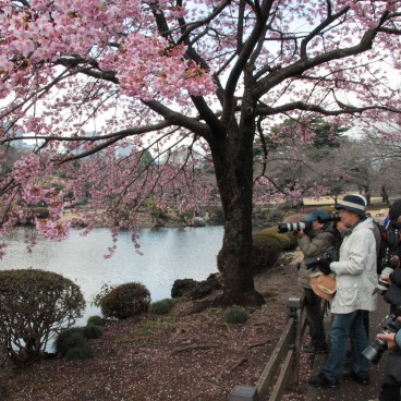Shinjuku Gyoen (Tokyo), Cerisier précoce en fleurs et photographes amateurs
