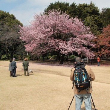Shinjuku Gyoen (Tokyo), Cerisier précoce en fleurs et photographes amateurs 3