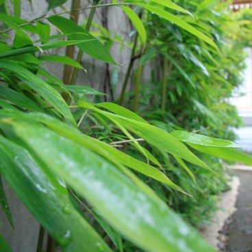 Zojo-ji à Tokyo, Bambous sous la pluie