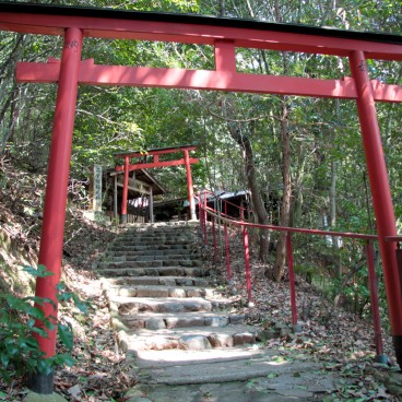 Kamigamo (Kyoto), portes Torii et forêt dans l'enceinte du sanctuaire