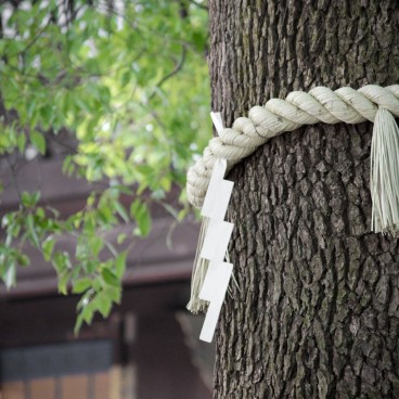 Meiji-jingu, Arbre sacré et sa corde shimenawa