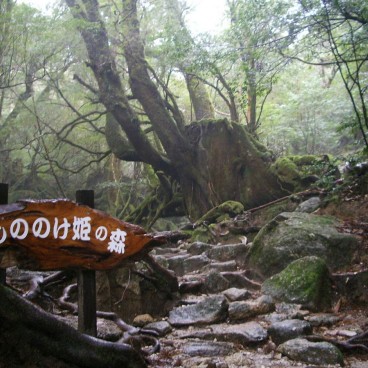 yakushima-mononoke-hime-no-mori