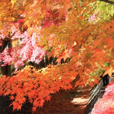 Lac Kawaguchiko (Mont Fuji), Feuillage d'érables à l'automne 8