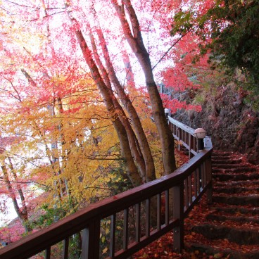 Lac Kawaguchiko (Mont Fuji), Feuillage d'érables à l'automne 11