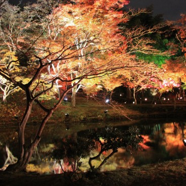 Kodai-ji (Kyoto), Illumination nocturne des momiji en automne 5