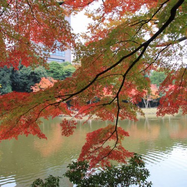 Jardins Botaniques De Koishikawa Jardins Botaniques De Koishikawa