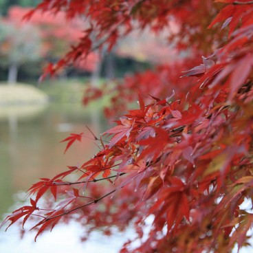 Koishikawa Korakuen (Tokyo) en automne, feuillages momiji 3