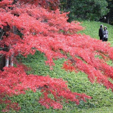 Koishikawa Korakuen (Tokyo) en automne, feuillages momiji