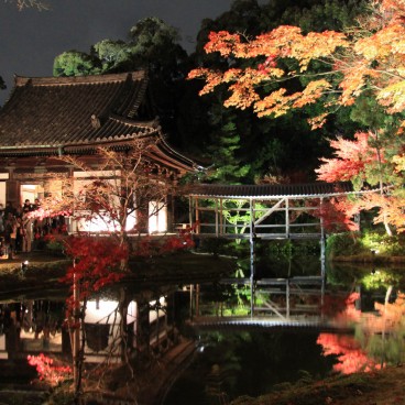 Kodai-ji (Kyoto), Illumination nocturne des momiji en automne
