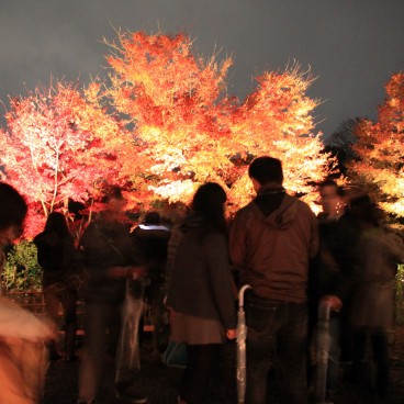 Kodai-ji (Kyoto), Illumination nocturne des momiji en automne 7