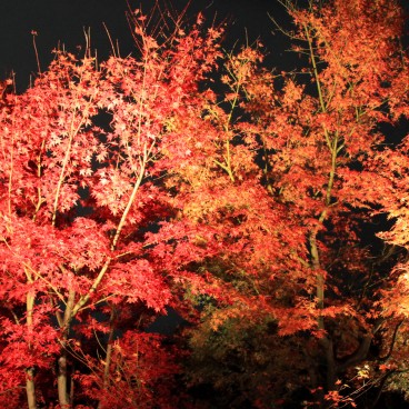 Kodai-ji (Kyoto), Illumination nocturne des momiji en automne 8