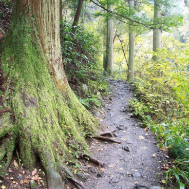 Mont Takao (Tokyo), Chemin de randonnée dans la forêt