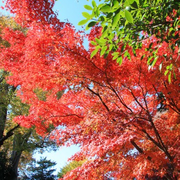 Gotoku-ji (Tokyo), Feuillage d'érable rouge en automne