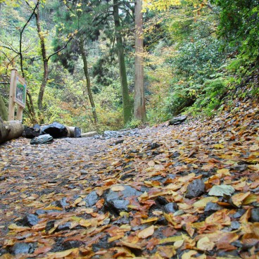 Mont Takao (Tokyo), Chemin de randonnée couvert de feuilles en automne