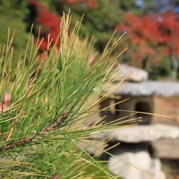 Hikone, Pin et lanterne de pierre dans le jardin