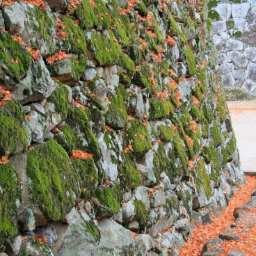 Hikone, Feuillage orangé et mousse sur les remparts en automne