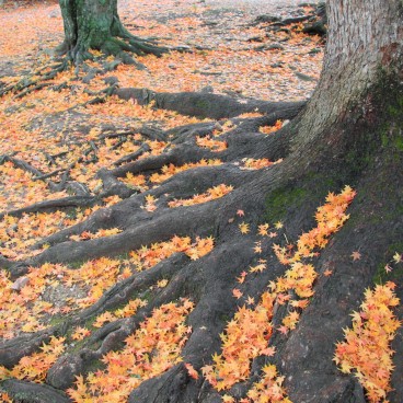 Hikone, Tapis de feuilles d'érables momiji en automne