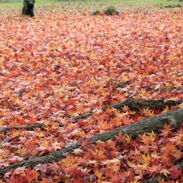 Hikone, Tapis de feuilles d'érables momiji en automne 2