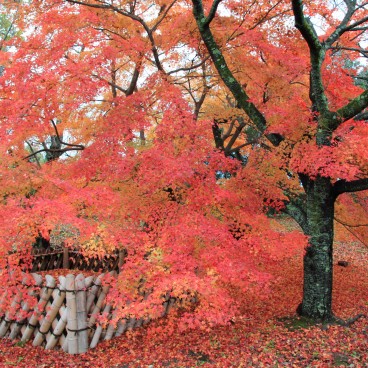 Hikone, Arbre au feuillage orangé en automne