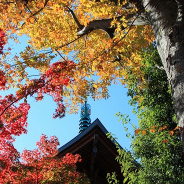 Gotoku-ji (Tokyo), Vue sur la pagode et les feuillages de momiji en automne