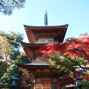 Gotoku-ji (Tokyo), Vue sur la pagode et les feuillages de momiji en automne 2