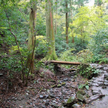 Mont Takao (Tokyo), Pont du chemin de randonnée dans la forêt